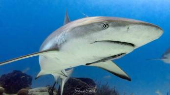 La medida permanecerá vigente hasta que se desarrollen investigaciones científicas por especie.