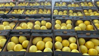 Melones preparados para envío a Europa, supervisados por especialistas en sanidad vegetal.