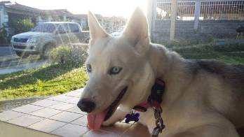 Perros y gatos no transmiten el COVID19