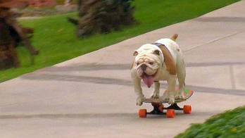 El Bulldog logró pasar sobre una patineta un túnel humano que conformaban 30 personas.
