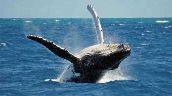 El Canal de Panamá promueve medidas preventivas para la protección de cetáceos