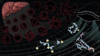 Hallan unas proteínas que podrían predecir el rechazo al trasplante de hígado