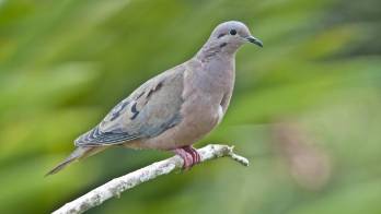 Las aves evitan ingerir alimentos tratados con insecticida, según un estudio
