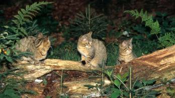 Australia busca exterminar a dos millones de gatos&nbsp;