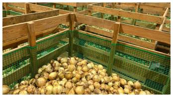 La reacción del IMA se da luego de que en redes sociales circularan versiones sobre un supuesto retiro de cupos a productores de cebolla.