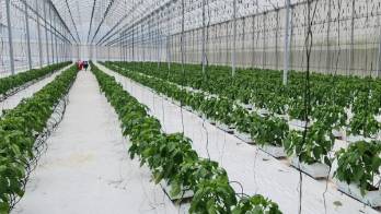 Plataforma de 'agricultura inteligente': nueva herramienta frente al cambio climático