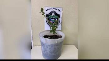 La planta fue decomisada por la policía.
