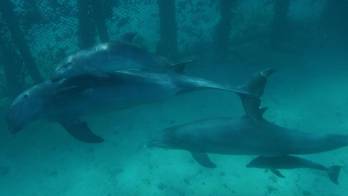 Presentan al público dos crías de delfín nacidas en oceanario de Cartagena