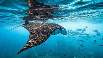 El mar ha alcanzado altos niveles de calentamiento.