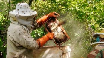 La actividad apícola se incrementa en Panamá. Se producen 63,710 galones de miel de abeja al año.