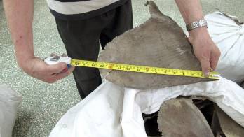 Las autoridades ambientales decomisan aletas de unos 10.000 tiburones en Brasil