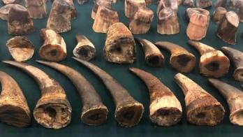 Hong Kong intercepta un cargamento récord de cuernos de rinoceronte