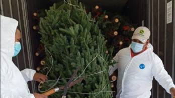 Llegan a Panamá menor cantidad de árboles de Navidad