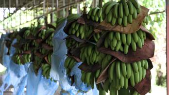 La huelga en las fincas bananeras de Bocas del Toro ha generado pérdidas significativas, afectando la producción de banano, principal rubro exportador de Panamá.