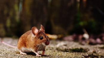 Panamá reporta 17 casos de hantavirus&nbsp;