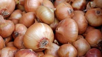 Productores de Tierras Altas en alerta por contrabando de cebolla desde Costa Rica