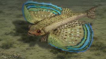 La nueva especie Dactylopterus decrozi fue bautizada en honor al destacado biólogo marino Luis D’Croz.