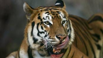 El 48 % de las especies terrestres podrán extinguirse por el cambio climático