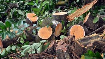 La tala y el narcotráfico principales riesgos.