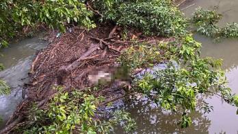Este hecho ocurrió en la comunidad de Unión de Piña en la Costa Abajo de Colón.