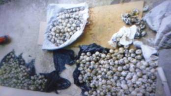 Hombre es imputado por transportar huevos de tortuga