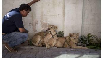 Amir Khalil, de la organización Cuatro Patas, juega con los cachorros en un hotel en la franja de Gaza.
