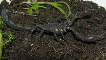 Tras ser picado se debe recibir atención antes de 2 horas y media.