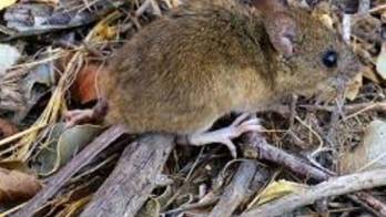 Limpie su casa y tome precauciones: van 36 casos de hantavirus en lo que va del año