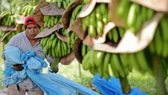 El banano es un producto que las provincias de Chiriquí y Bocas del Toro exportan.