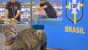 Oficial de prensa de Brasil lanzó el gato de forma violenta.
