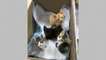 La Ley 70 condena el maltrato animal.