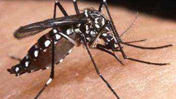 Mosquito Aedes aegypti, transmisor de enfermedades.