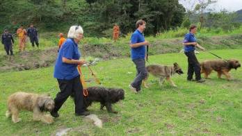 Perros están entrenados.
