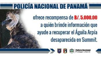 Ofrecen recompensa por&nbsp; información del águila harpía robada