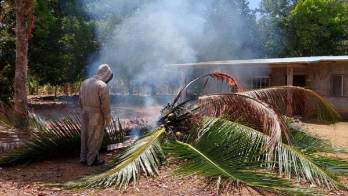 Si ves presencia de enjambre de abejas no matarlas; llamar al 103 ó 911