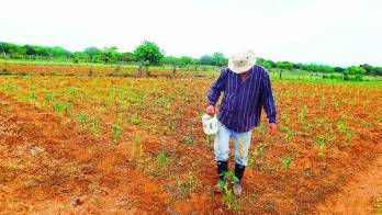 Productores se sienten abandonados.