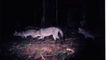 Zorros cangrejeros, de Colombia y el norte de Argentina, están aquí.