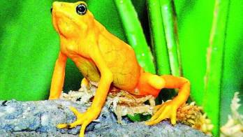 Rana Dorada, símbolo nacional.