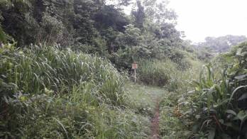 Caminan en medio de altos herbazales y la basura.