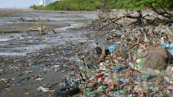 Se limpiaron playas citadinas y de provincias.