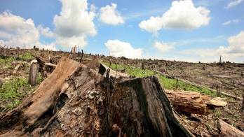 Empeora la deforestación en la Amazonía
