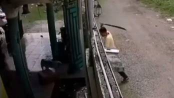 Investigan a un hombre que mató a machetazos a un perro