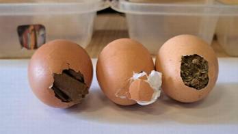 Camuflaron droga en huevos para presos en La Joya