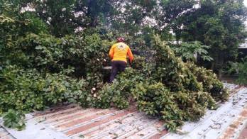 Desprendimientos de techos y caídas de árboles