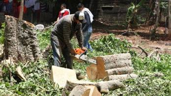 Continúa la tala de árboles en Brooklincito.