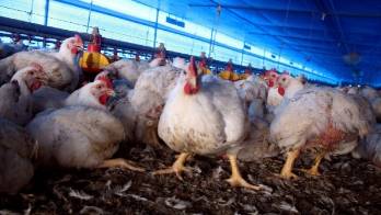 La gripe aviar es una enfermedad altamente contagiosa