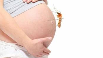 El virus puede afectar al feto con malformaciones congénitas en el cerebro llamadas microcefalia.