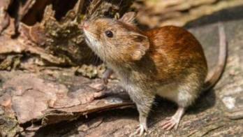 Detectan primer caso de hantavirus en Herrera&nbsp;