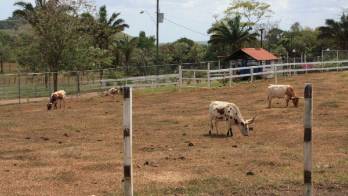 La ausencia de lluvia se ha acentuado más en la región de Azuero, parte de Coclé y Veraguas y Panamá.