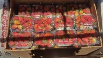 Retienen cargamento de fresas y pixbae por contrabando